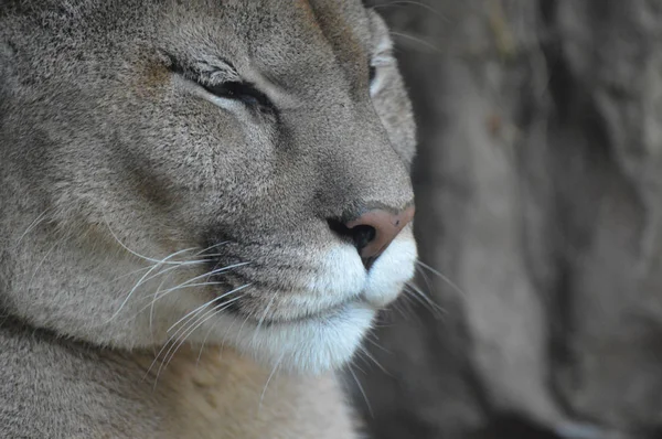 Primer plano de un puma —  Fotos de Stock