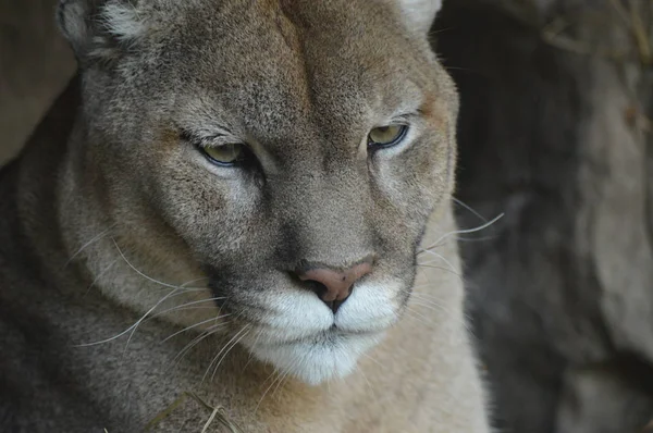 Bir puma 'ya yakın. — Stok fotoğraf