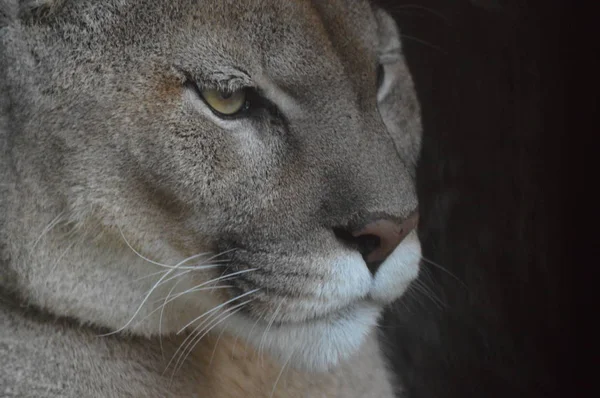 Primer plano de un puma — Foto de Stock