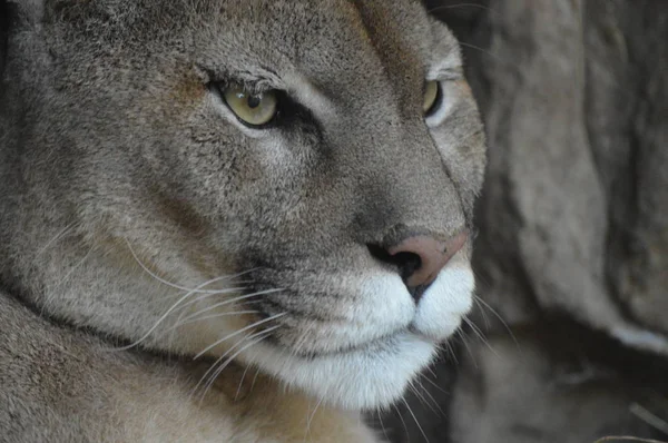 Bir puma 'ya yakın.