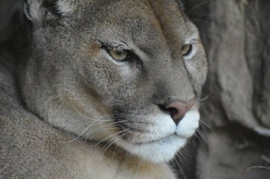 Bir puma 'ya yakın.