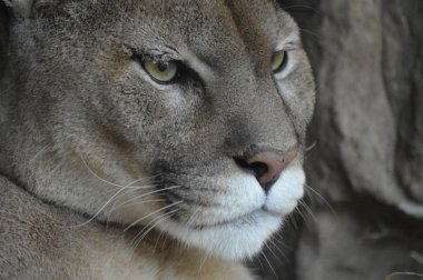 Bir puma 'ya yakın.