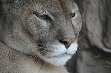 Bir puma 'ya yakın.