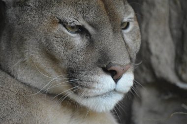 Bir puma 'ya yakın.