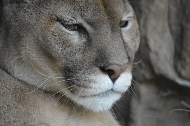 Bir puma 'ya yakın.