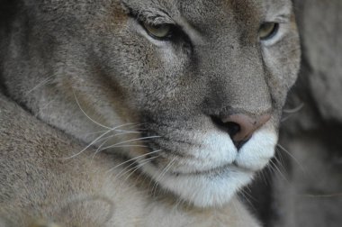 Bir puma 'ya yakın.