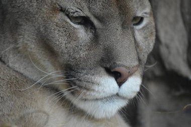 Bir puma 'ya yakın.