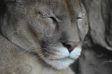 Bir puma 'ya yakın.