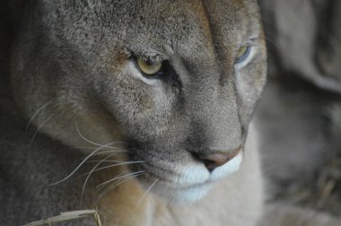 Bir puma 'ya yakın.
