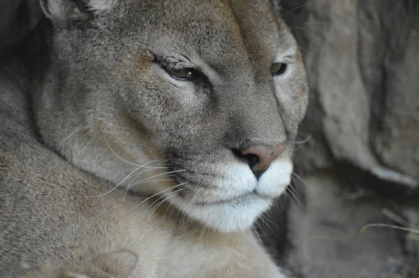 Close up of a Puma — Stock Photo, Image