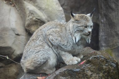 Lynx bir kayanın üzerinde