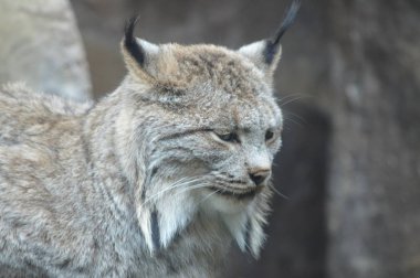 Lynx bir kayanın üzerinde
