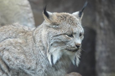 Lynx bir kayanın üzerinde