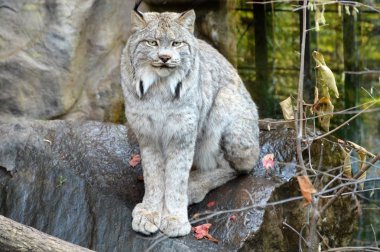Lynx bir kayanın üzerinde