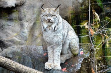 Lynx bir kayanın üzerinde