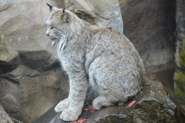 Lynx bir kayanın üzerinde