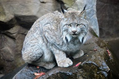 Lynx bir kayanın üzerinde