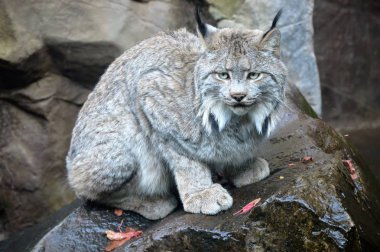 Lynx bir kayanın üzerinde