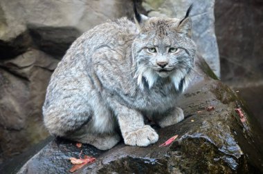 Lynx bir kayanın üzerinde