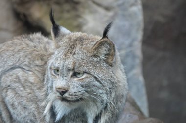 Lynx bir kayanın üzerinde