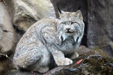 Lynx bir kayanın üzerinde