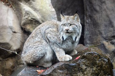 Lynx bir kayanın üzerinde
