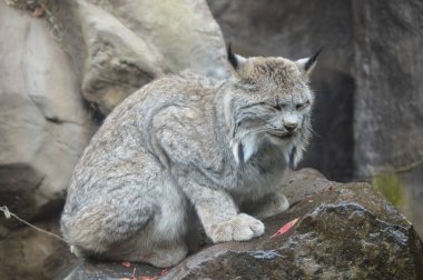 Lynx bir kayanın üzerinde