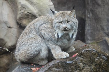 Lynx bir kayanın üzerinde