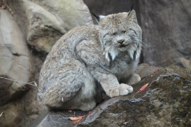 Lynx bir kayanın üzerinde