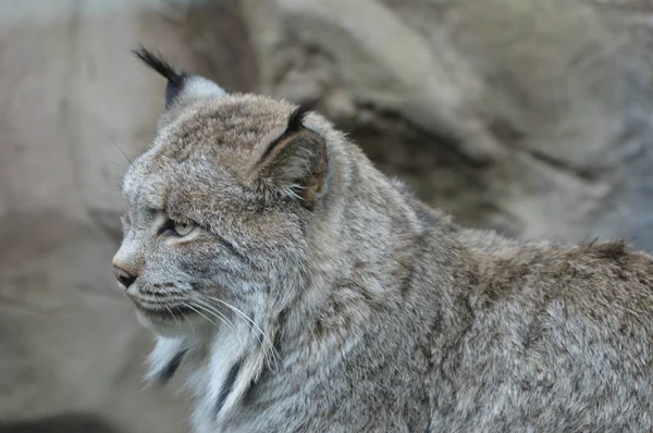 Lynx on a Rock — Stock Photo, Image