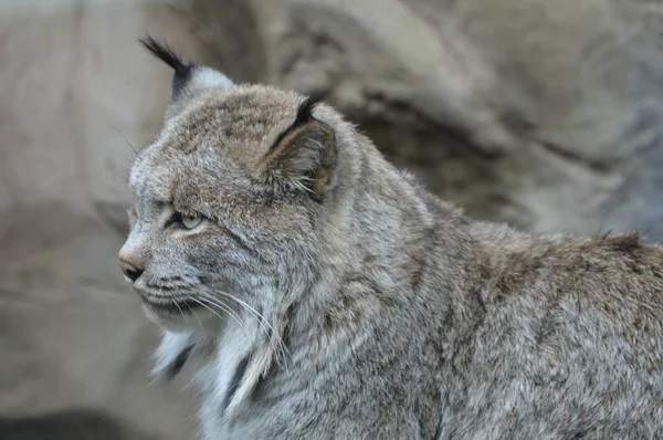 Lynx en una roca —  Fotos de Stock