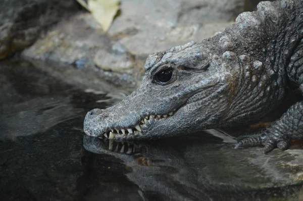 Карликовый крокодил — стоковое фото