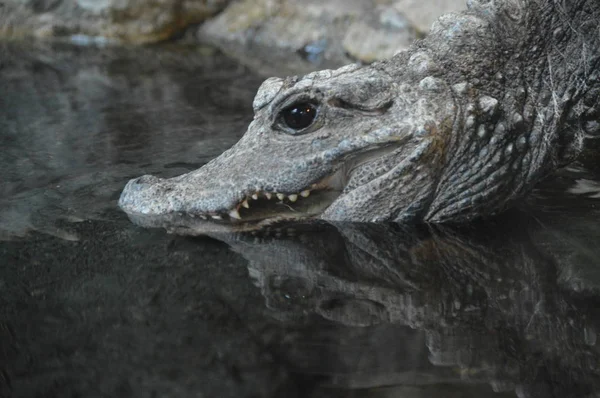 Een dwerg-krokodil — Stockfoto