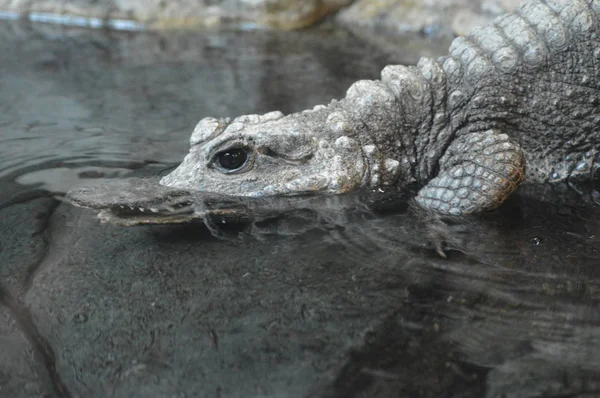Een dwerg-krokodil — Stockfoto