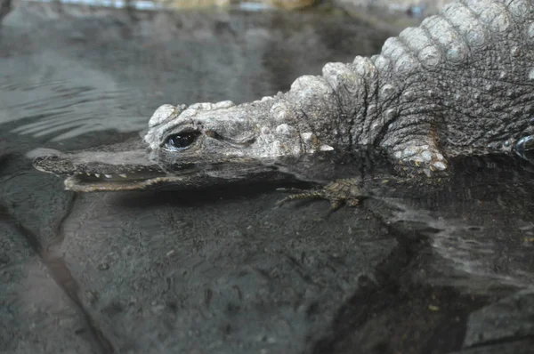 Ein Zwergkrokodil — Stockfoto