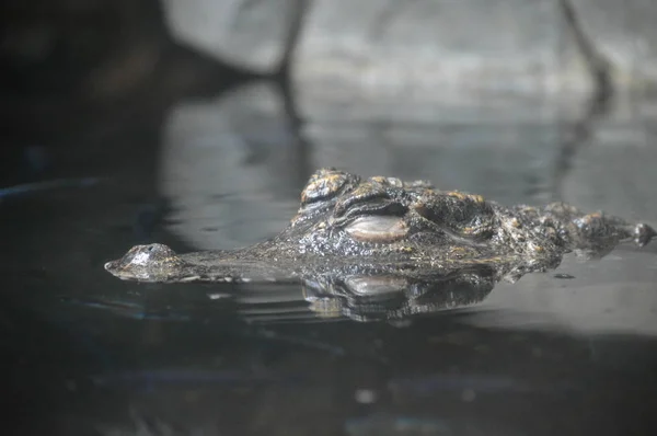 Un crocodile nain — Photo