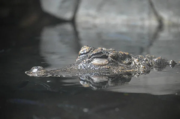 Een dwerg-krokodil — Stockfoto