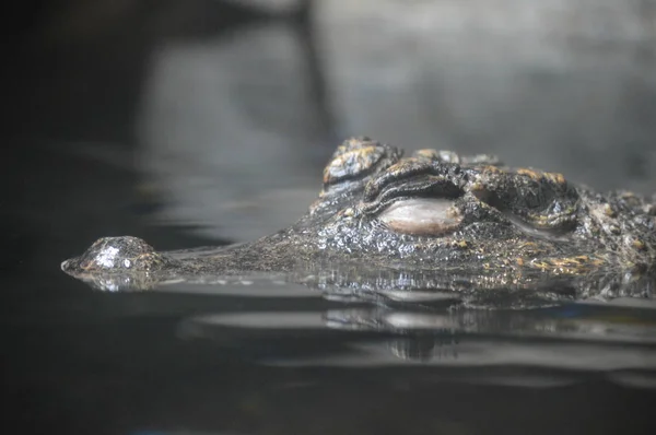 Een dwerg-krokodil — Stockfoto