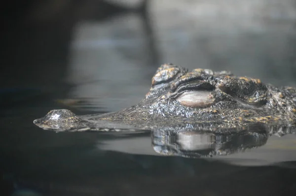 Een dwerg-krokodil — Stockfoto