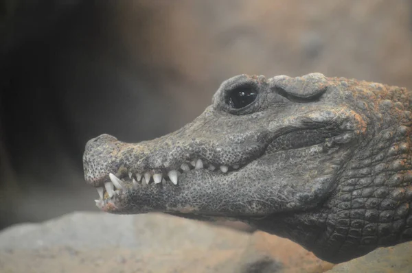 Um crocodilo anão — Fotografia de Stock