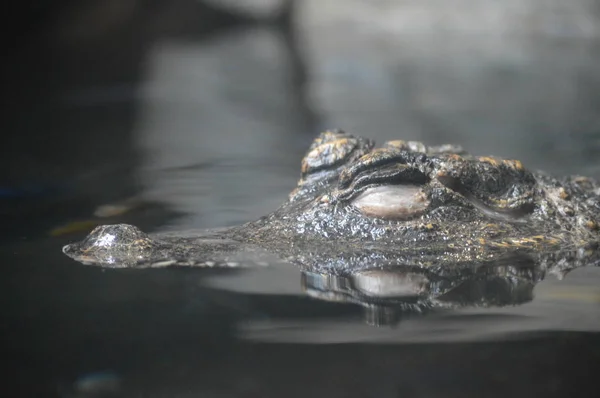 Een dwerg-krokodil — Stockfoto