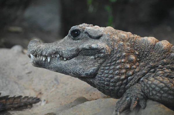 Um crocodilo anão — Fotografia de Stock