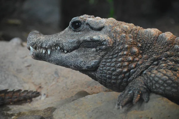 Um crocodilo anão — Fotografia de Stock