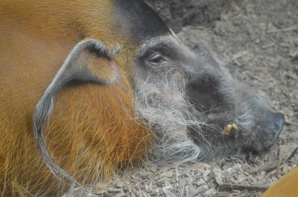 Kızılırmak domuz — Stok fotoğraf