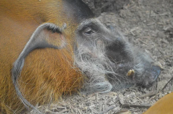 Kızılırmak domuz — Stok fotoğraf