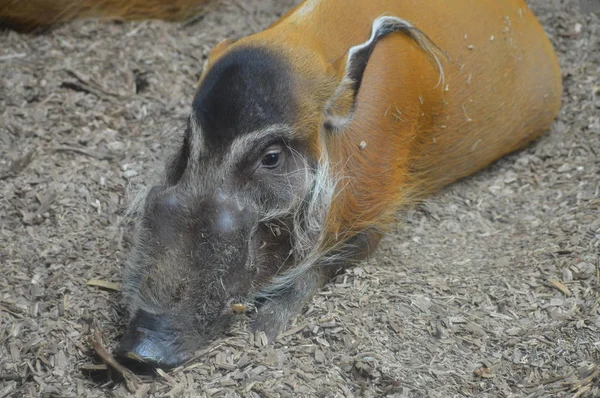 레드 리버 돼지 — 스톡 사진