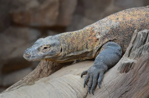 A Komodo Dragon — Stock Photo, Image