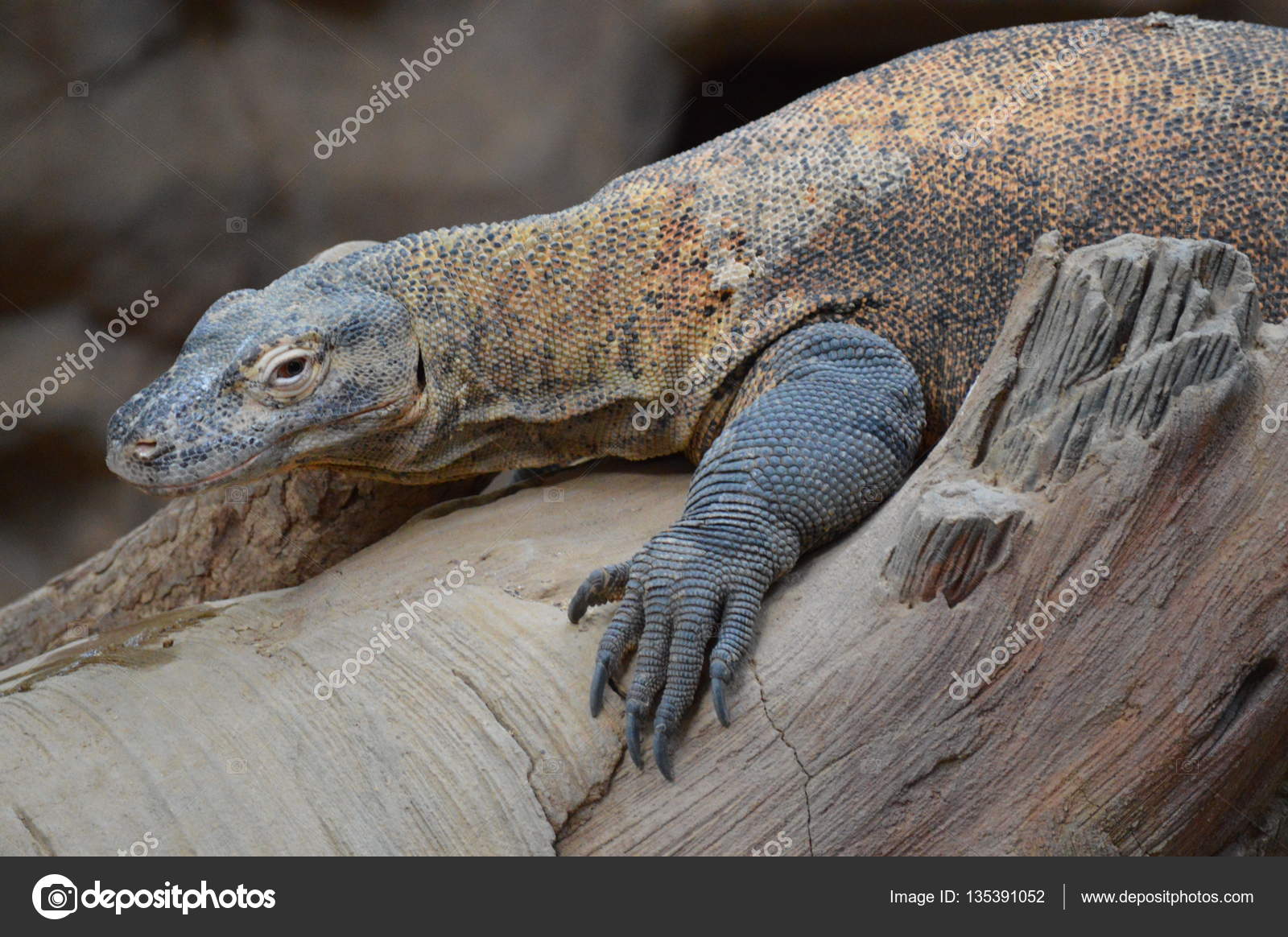 baixa comodo dragon baixa comodo dragon