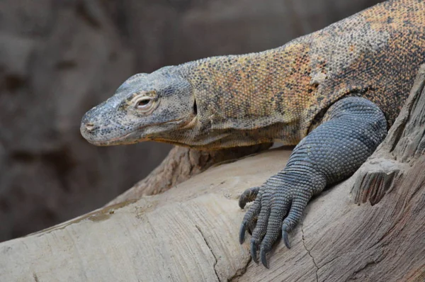 Un dragón Komodo — Foto de Stock