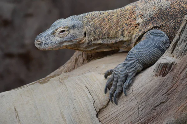 Bir komodo ejderi — Stok fotoğraf